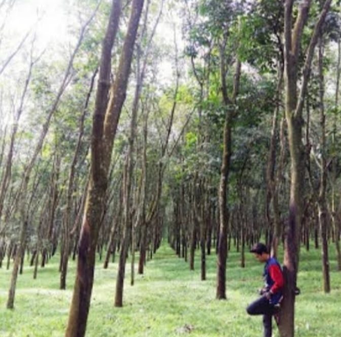 Agro Wisata Kebun Ngobo Jatirunggo Park, Suguhkan Nuansa Alam Segar dan Instagramable